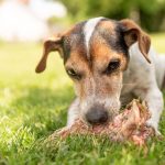 Kutya nevek falánk kutyusoknak