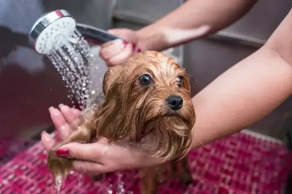 Miért fontos a kutyák szőrzetének ápolása, és hogyan tartsd tisztán a kutyád bundáját?