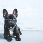 Hogyan tedd boldoggá és egészségessé a kutyádat?