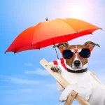 A kutyák nyári ápolása: Hogyan gondoskodj kutyádról a forró hónapokban?