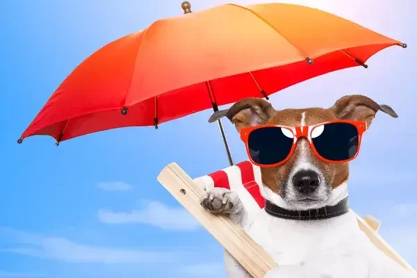 A kutyák nyári ápolása: Hogyan gondoskodj kutyádról a forró hónapokban?