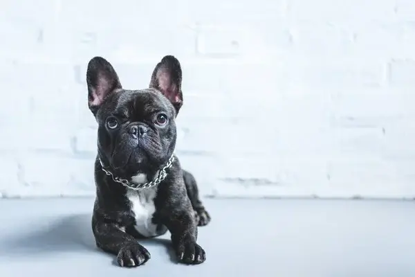 Hogyan tedd boldoggá és egészségessé a kutyádat?