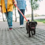 A legjobb kutyasétáltatási tippek, amikkel garantáltan boldoggá teheted kutyádat!