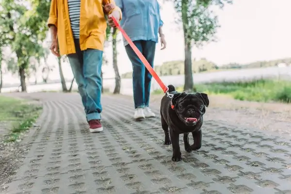 A legjobb kutyasétáltatási tippek, amikkel garantáltan boldoggá teheted kutyádat!