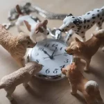 Miért fontos a napi rutin a kutyád számára, és hogyan alakíts ki neki ideális napirendet?