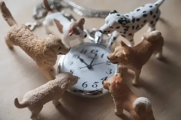 Miért fontos a napi rutin a kutyád számára, és hogyan alakíts ki neki ideális napirendet?