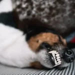 A kutyák fogainak védelme: Hogyan kerülheted el a fogproblémákat?