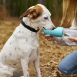 Hogyan segíthetjük kutyánkat a nyári melegben?