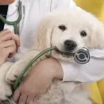 Miért fontos a rendszeres állatorvosi vizsgálat kutyánknak?