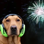 Mi a teendő, ha kutyánk fél a tűzijátéktól?