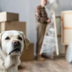 Hogyan segíthetjük kutyánkat a költözés során?