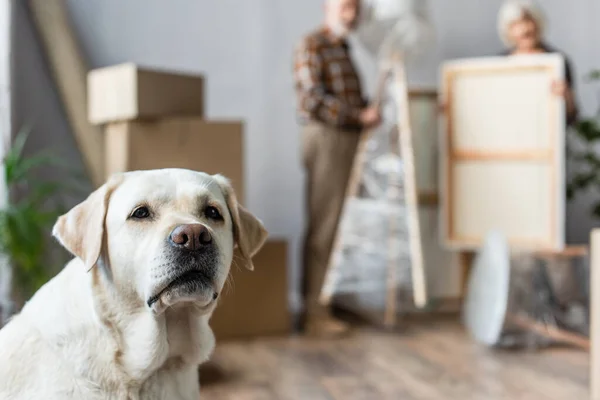 Hogyan segíthetjük kutyánkat a költözés során?