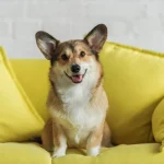 Hogyan taníthatjuk meg kutyánkat a ház körüli feladatok elvégzésére? Hogyan taníthatjuk meg kutyánkat a ház körüli feladatok elvégzésére?