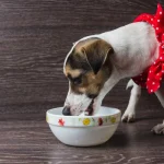 Miért van szükség a kutyák számára is megfelelő bélflóra fenntartására? Miért van szükség a kutyák számára is megfelelő bélflóra fenntartására?