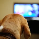 Kutyás filmek, amiket minden kutyabarát imádni fog