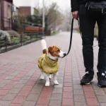 A kutyák és a különféle kutyás felszerelések: Mi az, amire tényleg szükség van?