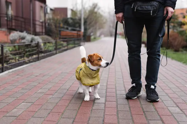 A kutyák és a különféle kutyás felszerelések: Mi az, amire tényleg szükség van?