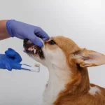 Hogyan segíthetjük kutyánkat a szájhigiénia fenntartásában?