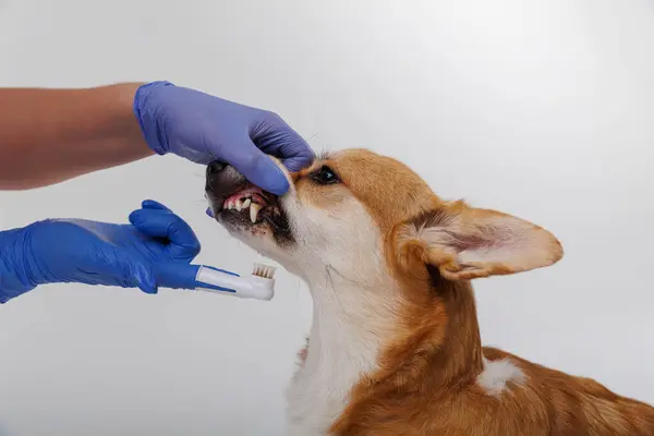 Hogyan segíthetjük kutyánkat a szájhigiénia fenntartásában?