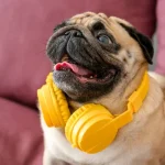 Miért lehet fontos a kutyánk számára a zenei relaxáció?