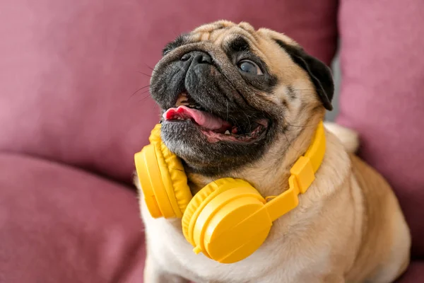 Miért lehet fontos a kutyánk számára a zenei relaxáció?