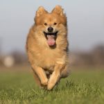 Miért hasznosak a kutyás oktatóvideók, és hogyan válasszunk megfelelő forrást?