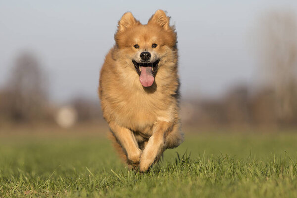 Miért hasznosak a kutyás oktatóvideók, és hogyan válasszunk megfelelő forrást?