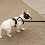 Miért fontos, hogy kutyánk naponta friss levegőt szívjon?